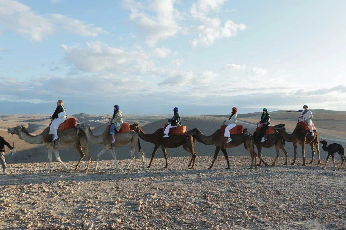 Camel experience in the Agafay Desert near Marrakech